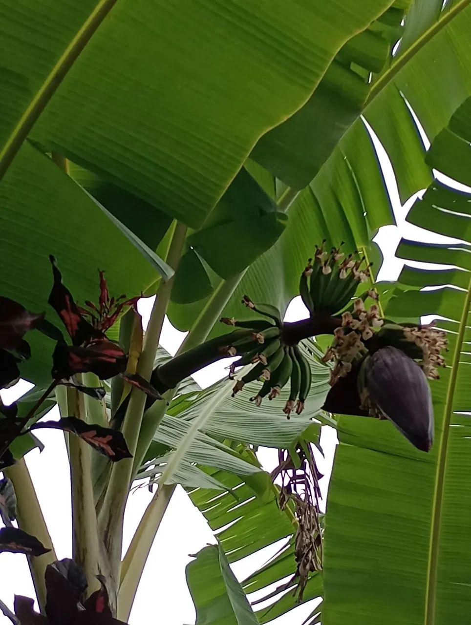 Vendo Mudas de Bananas  - Foto 2