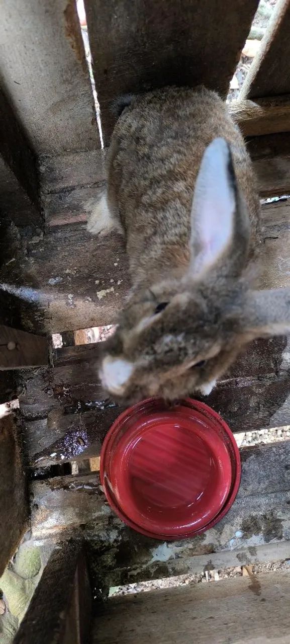 Coelho machos  - Foto 6