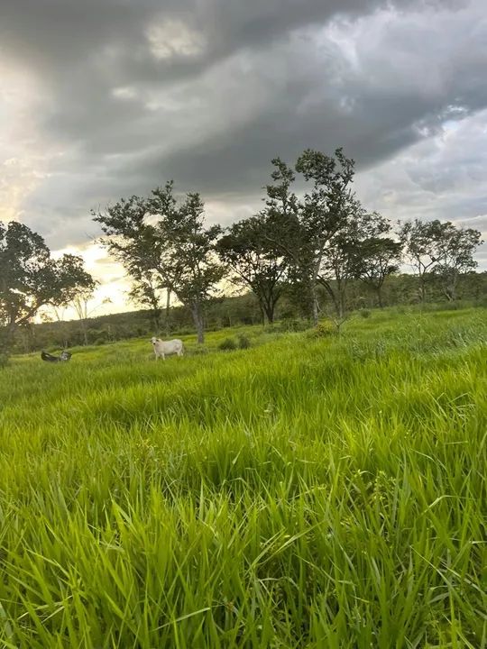 Vendo Fazenda 34.5 alqueires aceito imóveis em Palmas - Foto 4