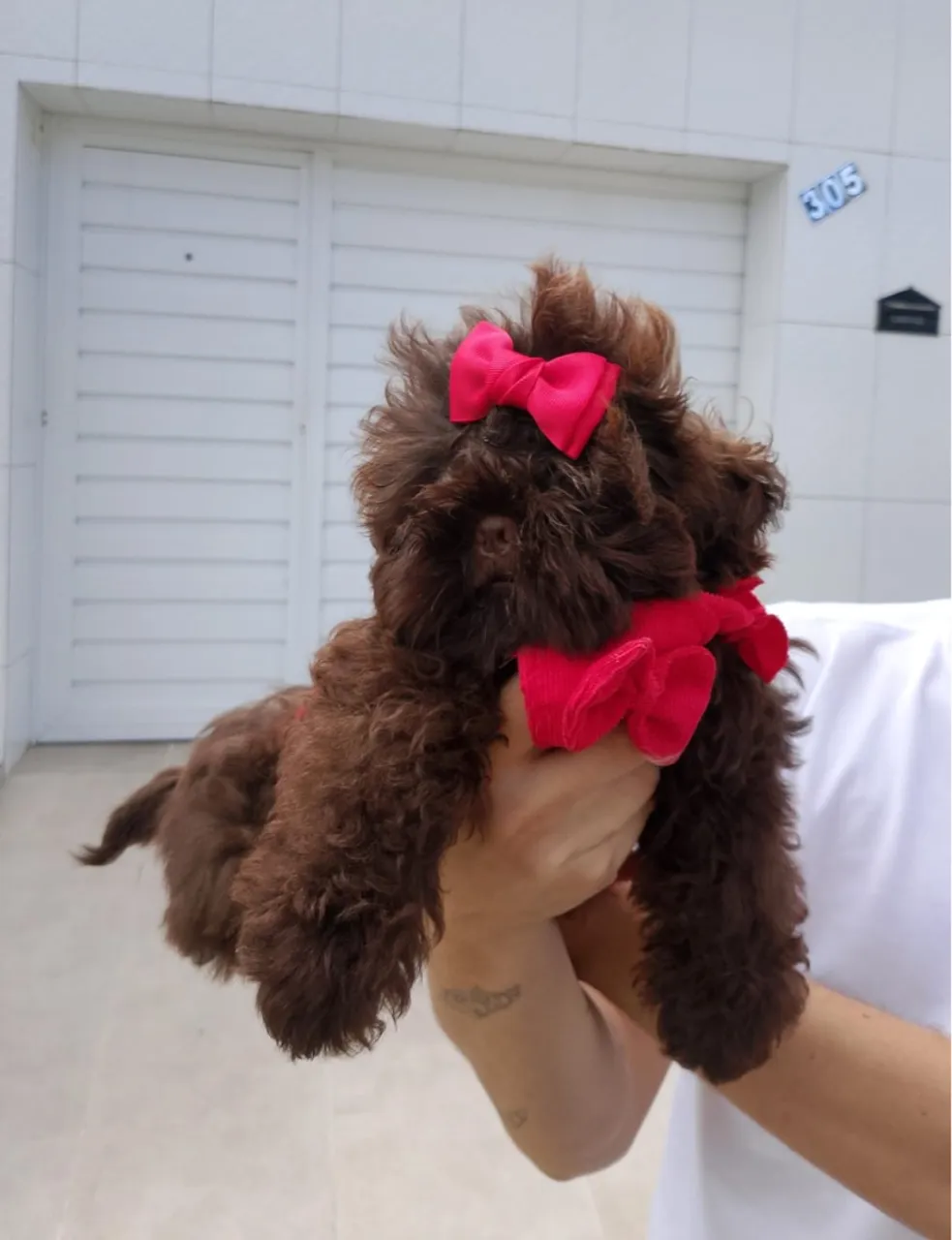 Shih Tzu fêmea chocolate sólida ( venda ) *