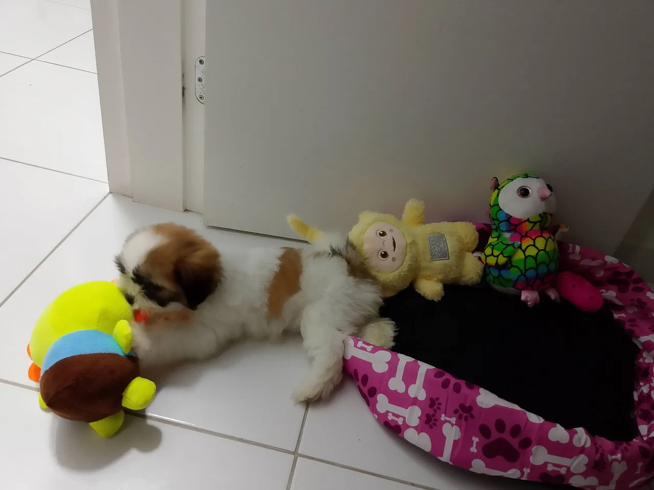 Filhote Shih Tzu para venda