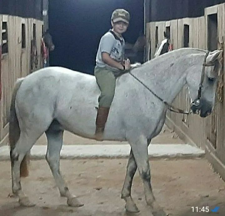 Vendo Cavalo Muito Manso pra Criança 