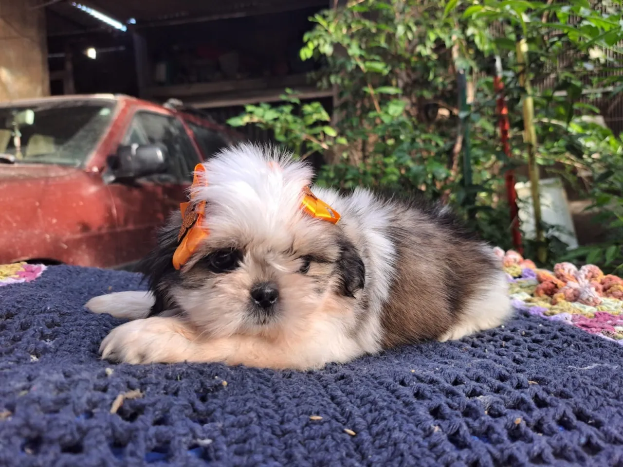 Filhote de Shih Tzu fêmea filhotes 