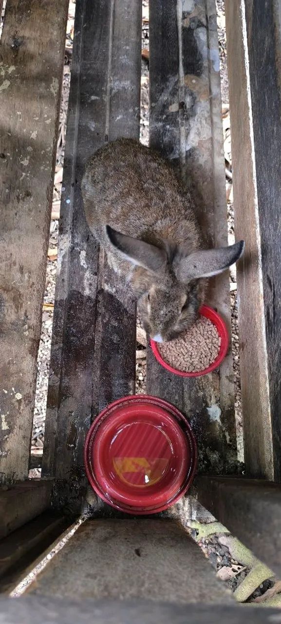 Coelho machos  - Foto 5