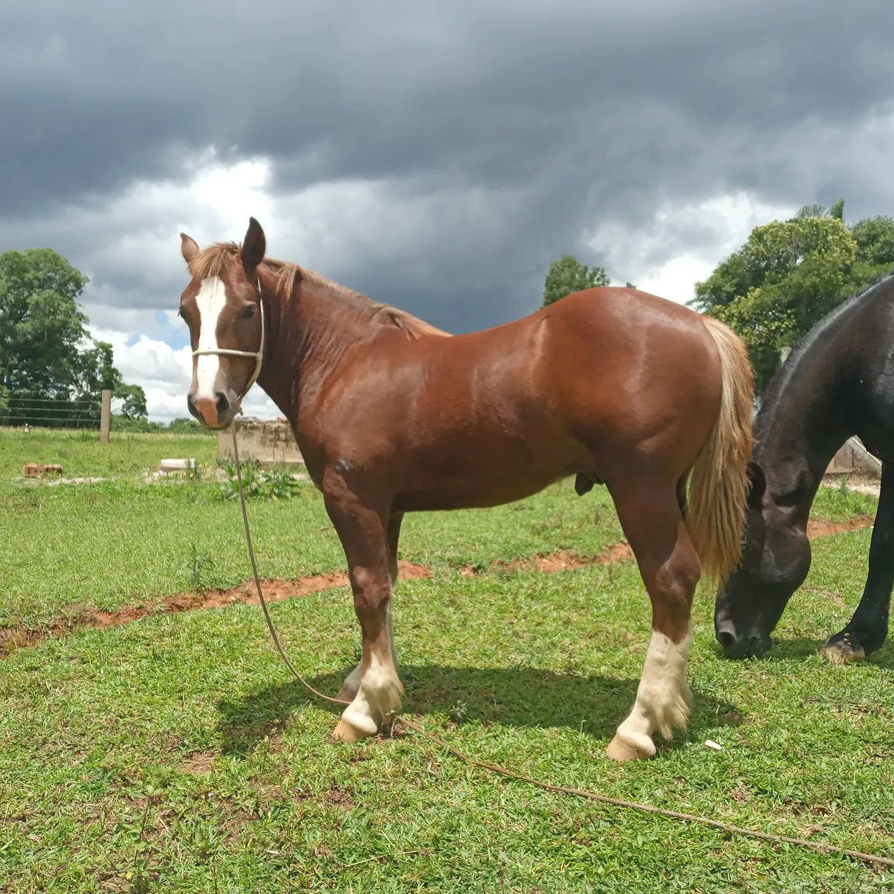 Potro Bretão  - Foto 6