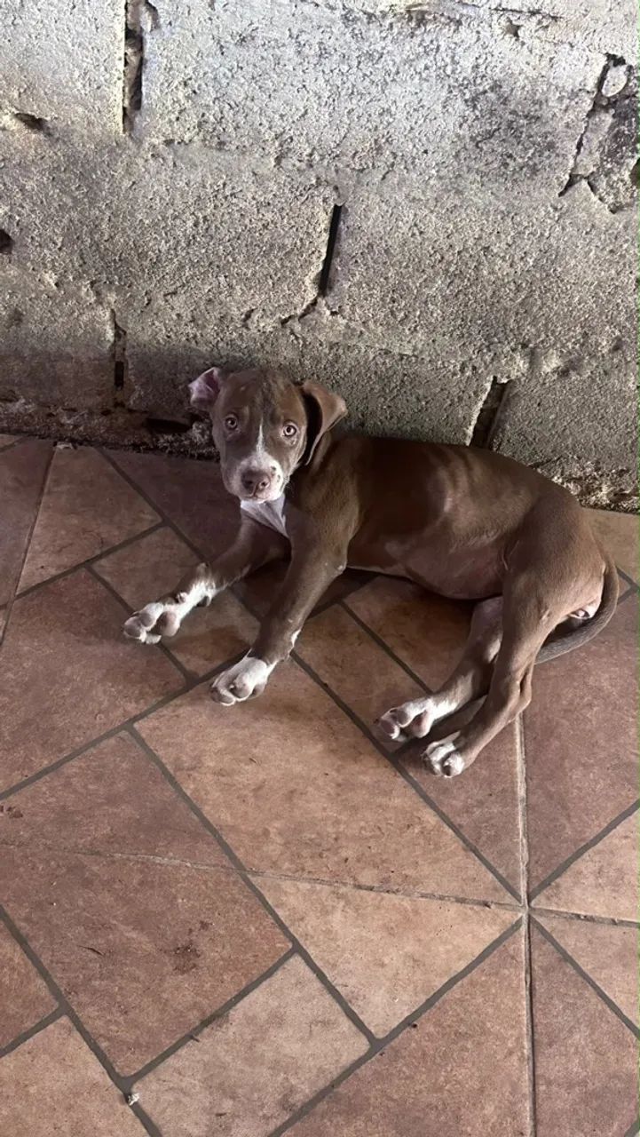 Filhotes de pitbull  - Foto 4