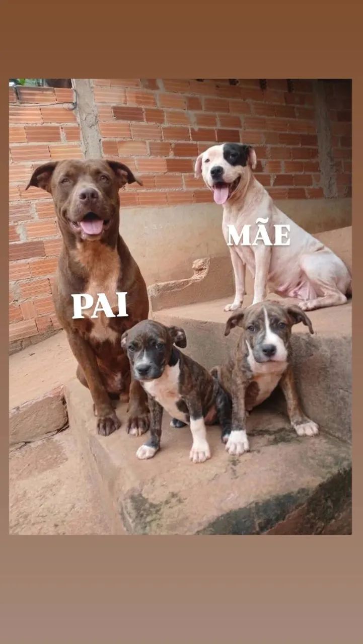 Filhotes de Pitbull  - Foto 3