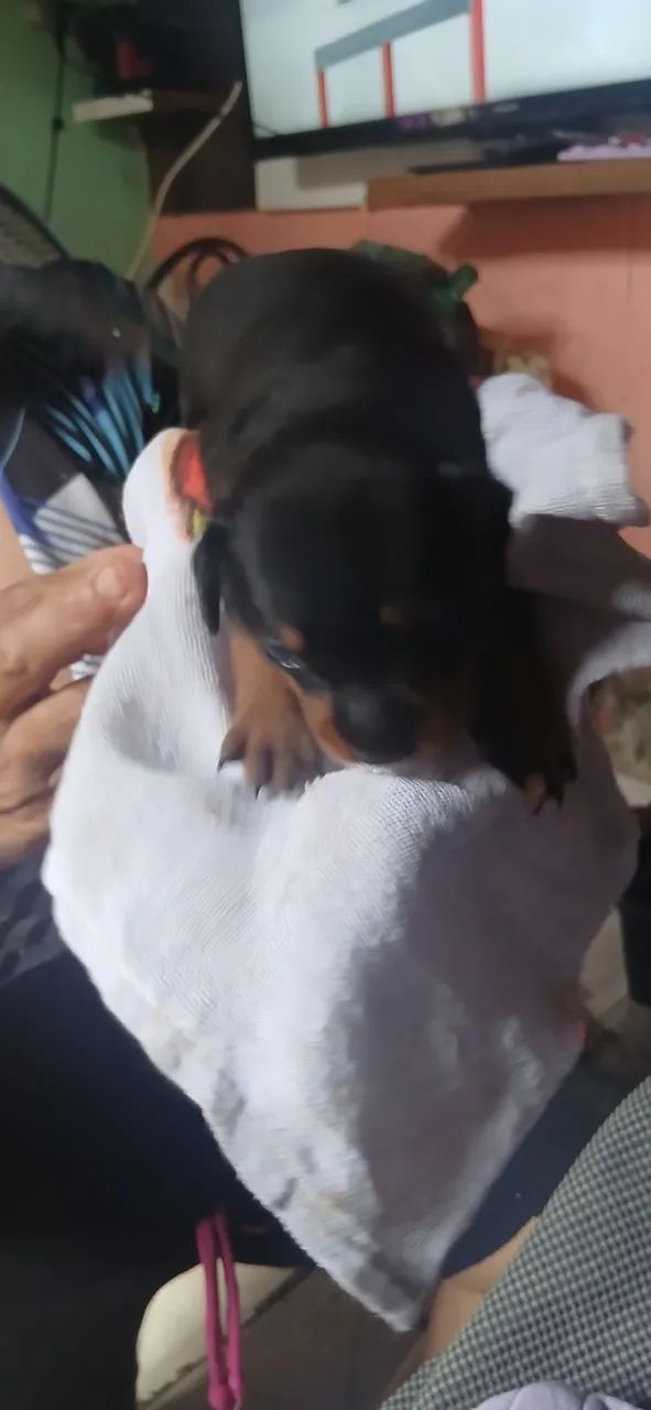 Pinscher - Foto 2