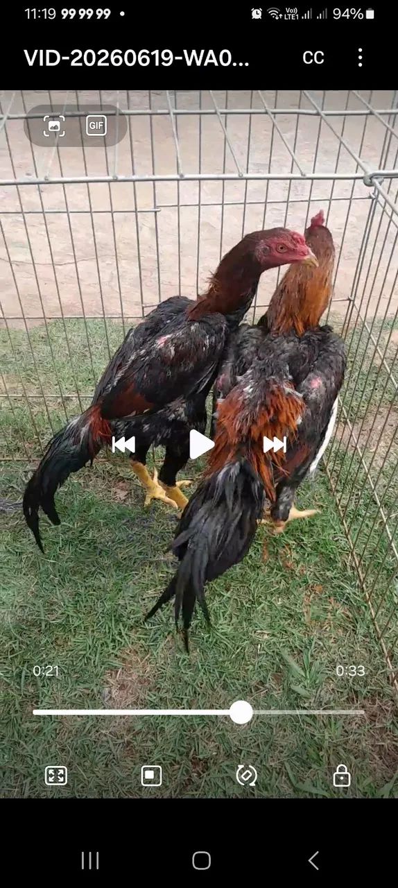 Frango índio  - Foto 3