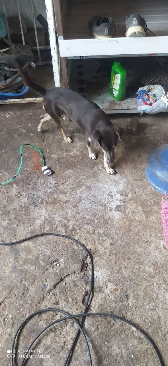 vadela rachada com pintch - Foto 5