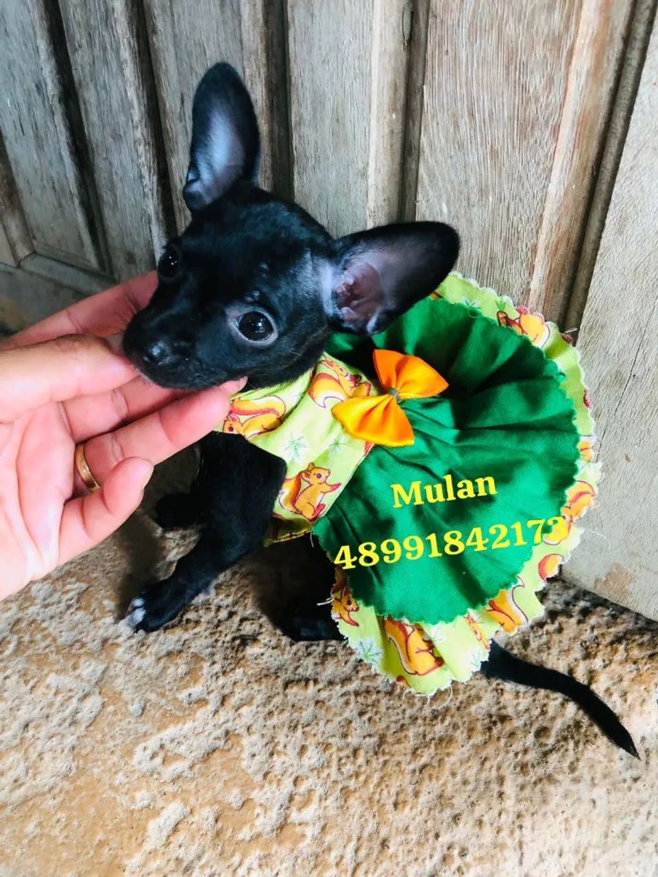 Fêmea de pinscher pretinha - Foto 2