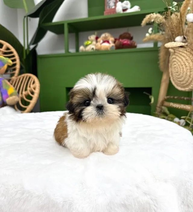 Shitzu Conquistando Todos Com Sua Doçura - Foto 2