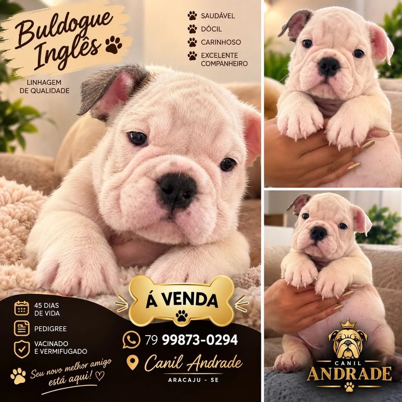 Vendo bulldogue inglês 