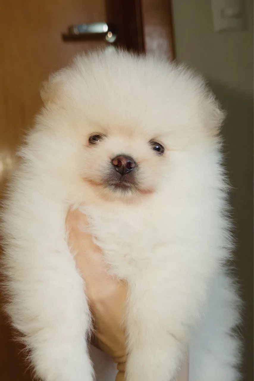 Spitz Alemão Ursinho  - Foto 5