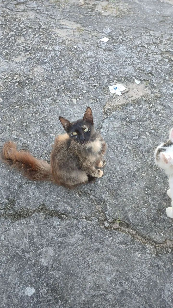Gatinhos castrados para adoção  - Foto 3