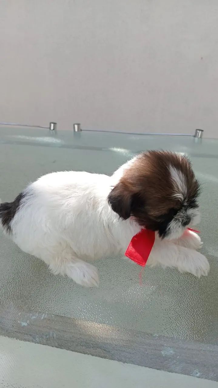 Shihtzu 