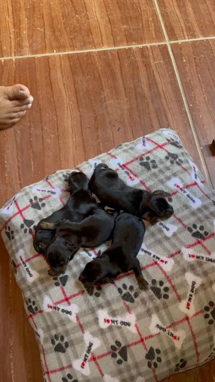 Pet  - Foto 3