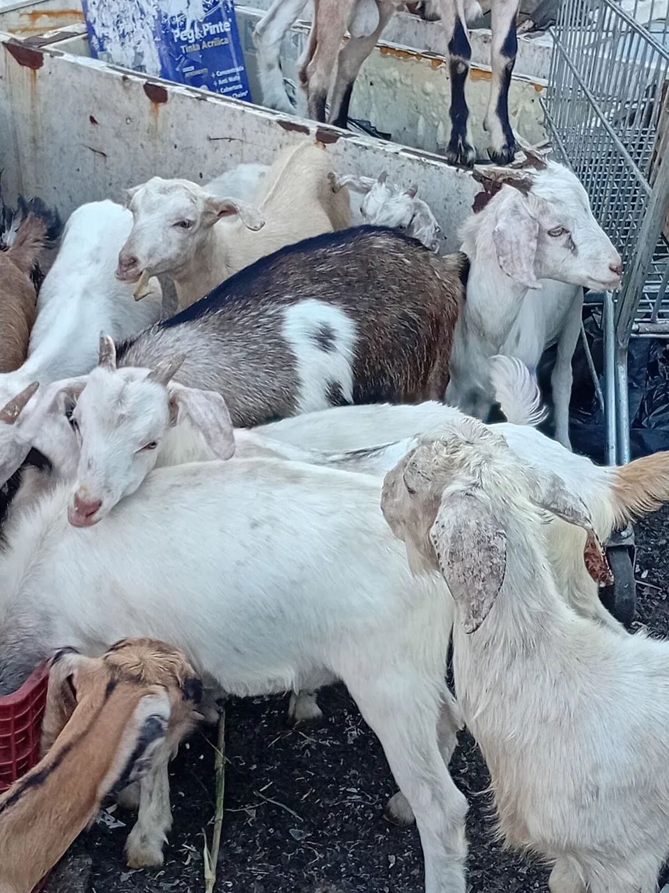 Cabras e cabritos 