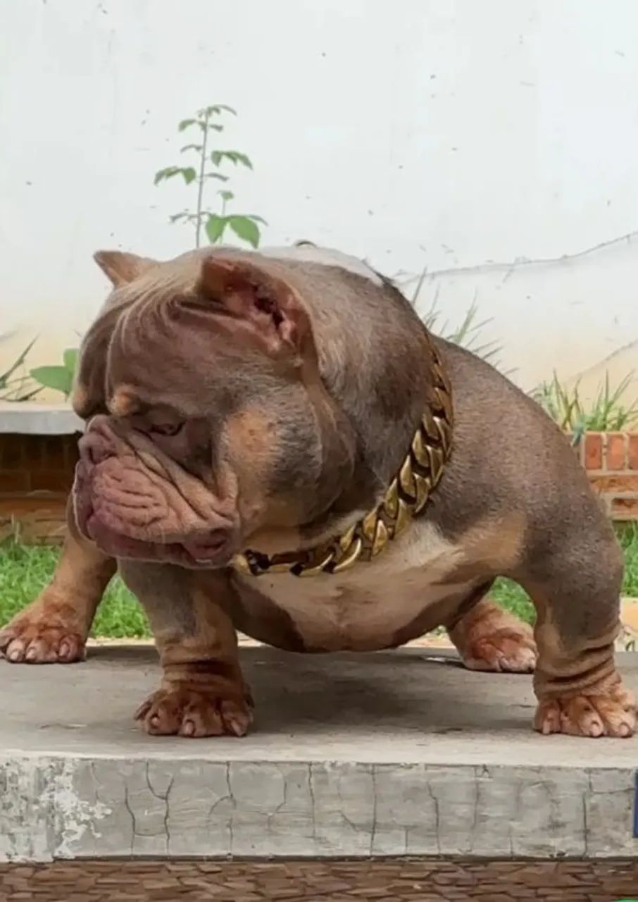American bully exótico 