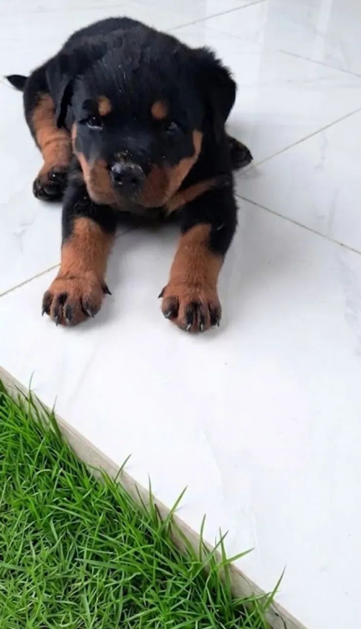 Filhotes de Rottweiler com Pedigree CBKC - Foto 2