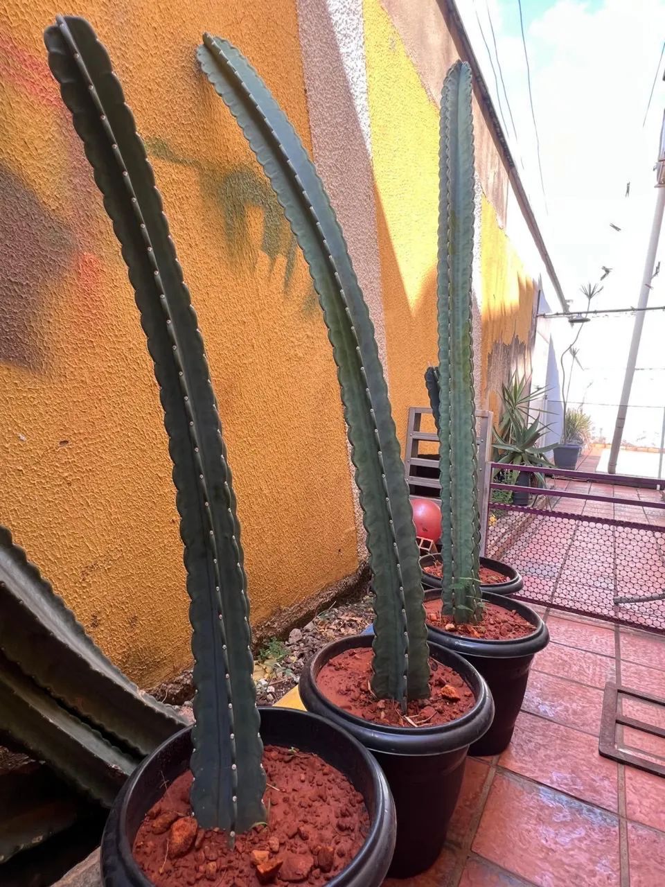 Cacto verdadeiro - Foto 4