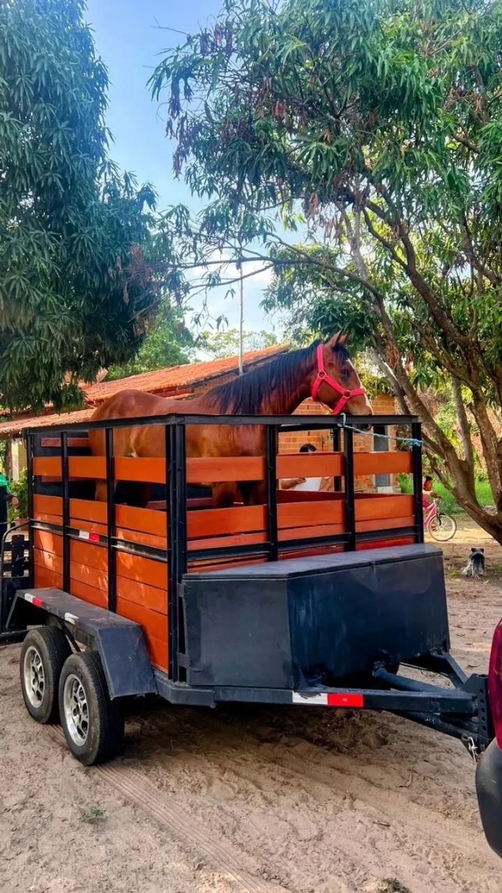 Transporte de cavalos  - Foto 3