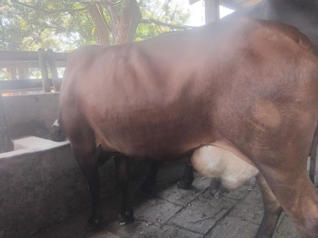 Vacas paridas - Foto 2
