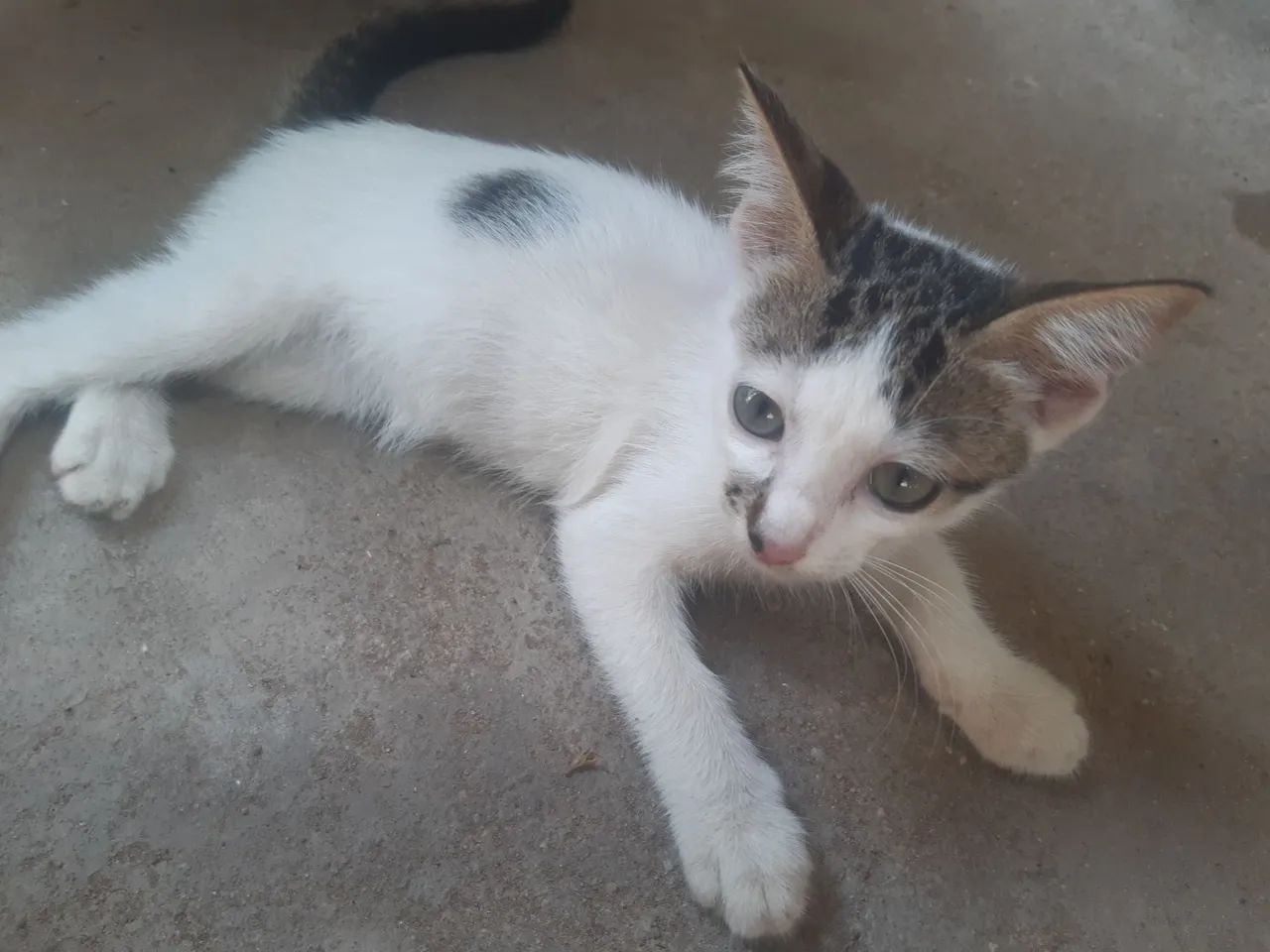 Gatos - Foto 2