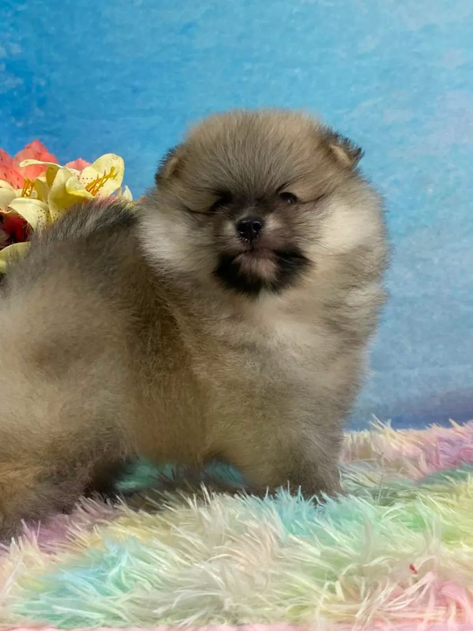 Macho de Spitz Alemão - Foto 3