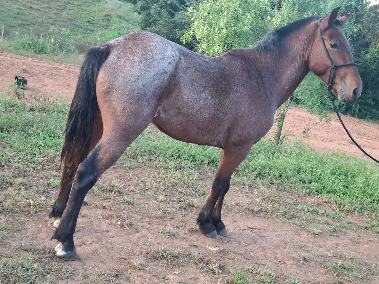 Cavalo castrado 7 anos porte medio - Foto 3