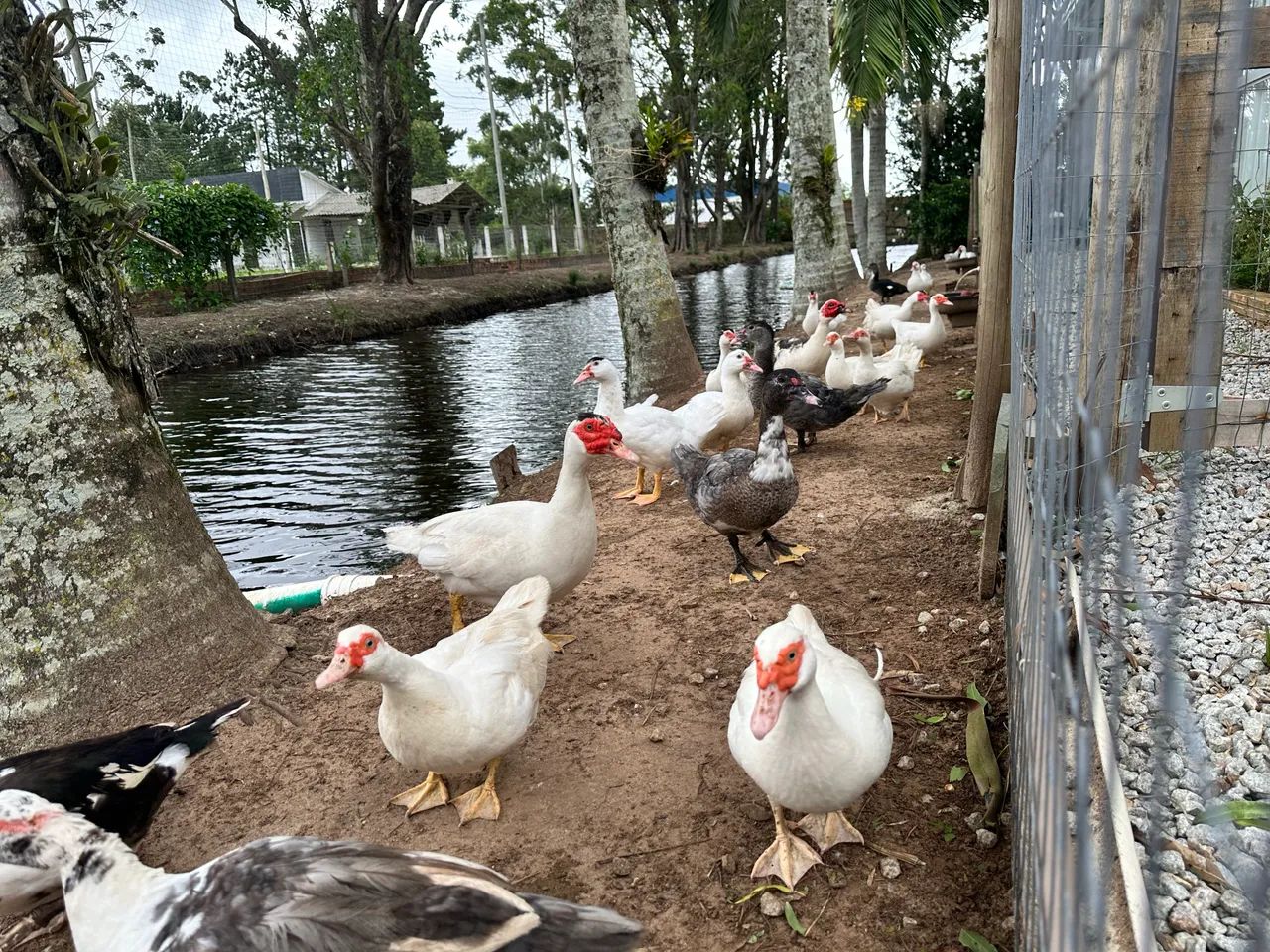 Patos várias cores chocando. - Foto 4