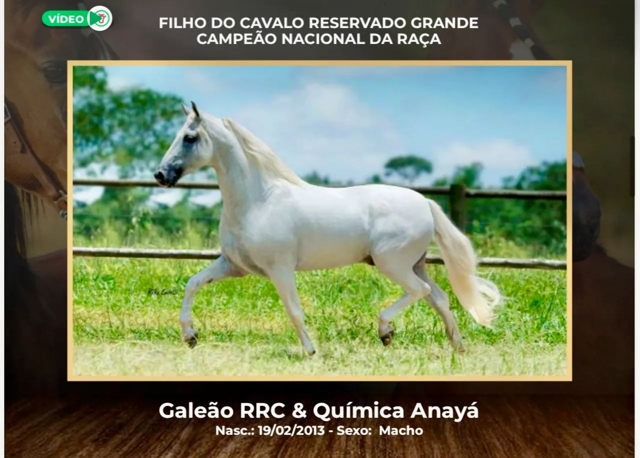 Cavalo Garanhão Mangalarga Campeão Nacional
