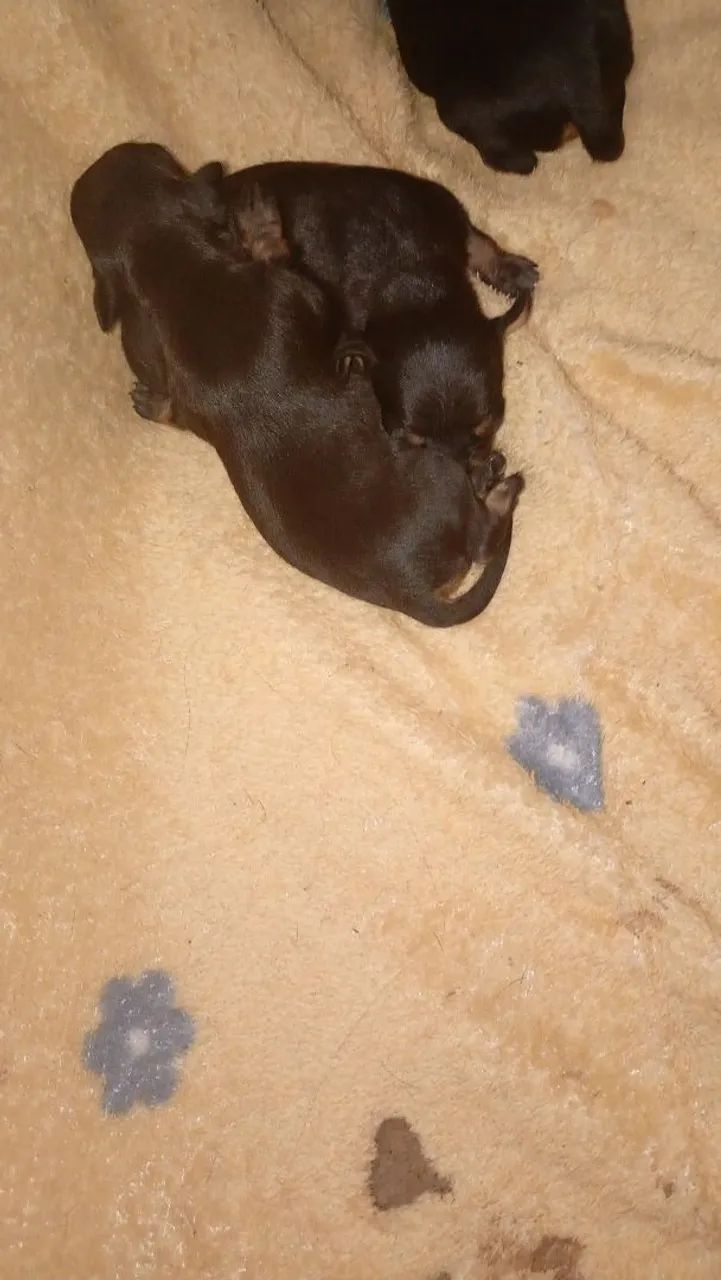 PINSCHER  - Foto 5