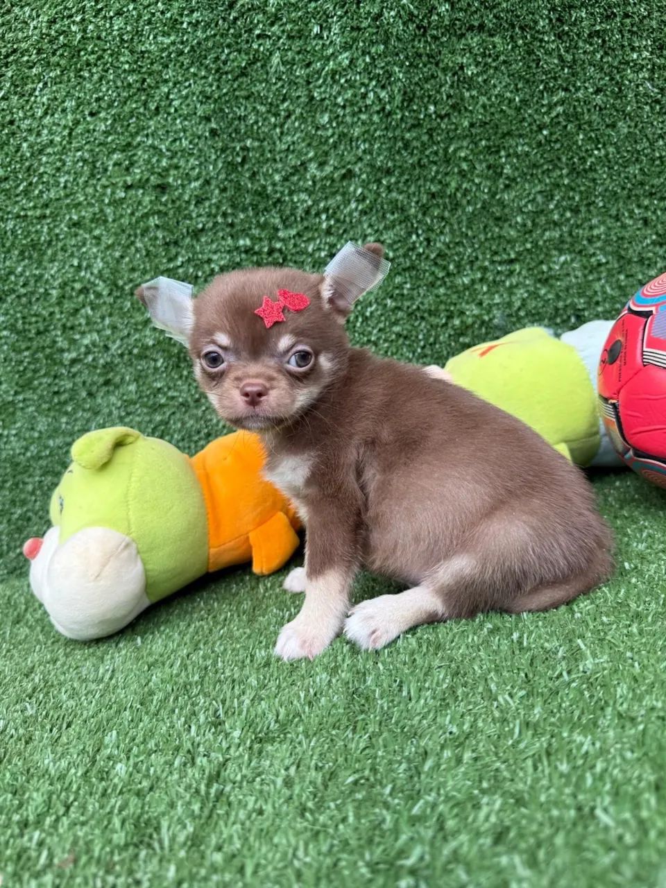 Chihuahua micro - Foto 5