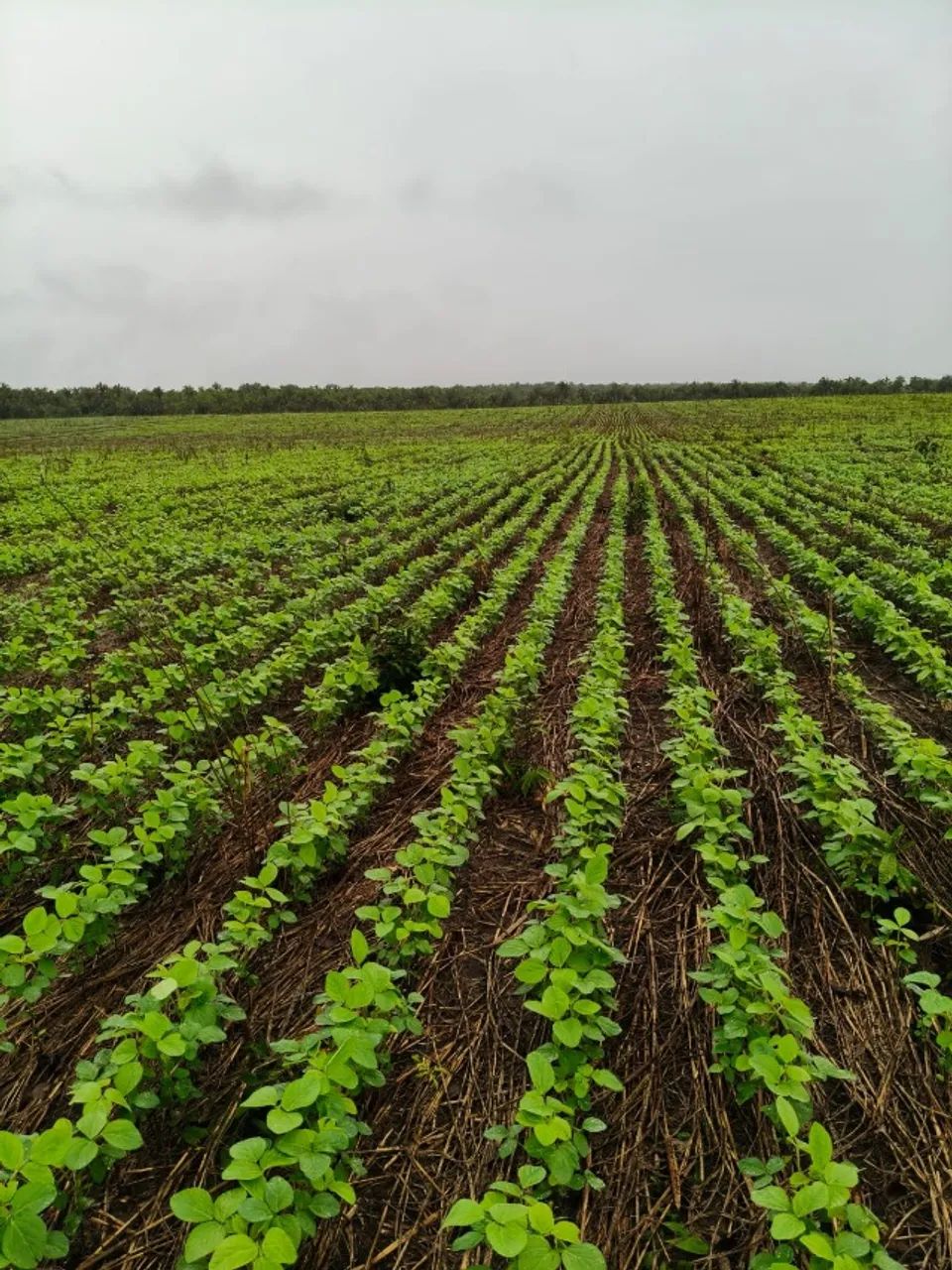 Fazenda em Codó MA