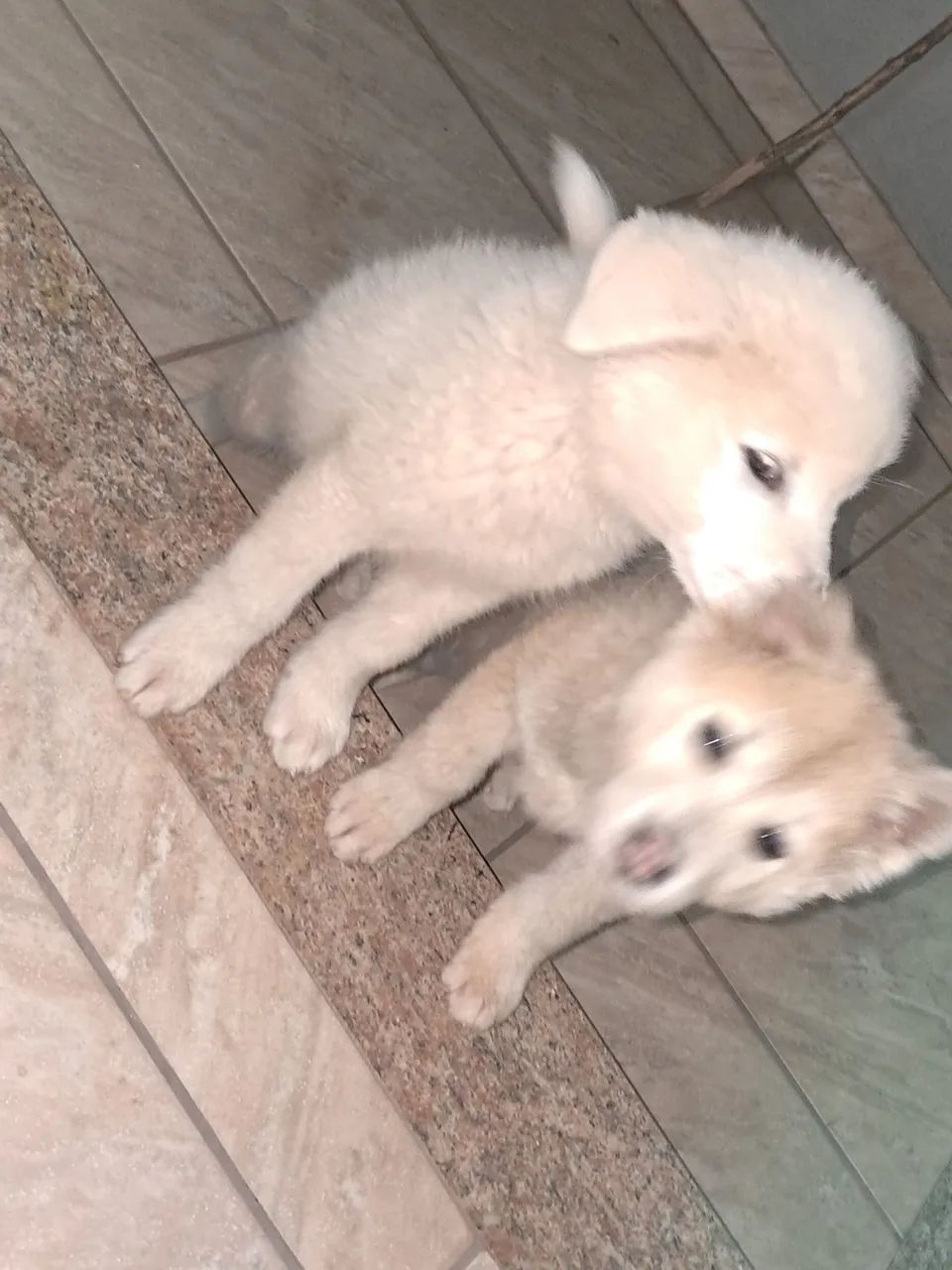 Filhotes de Akita - Foto 6