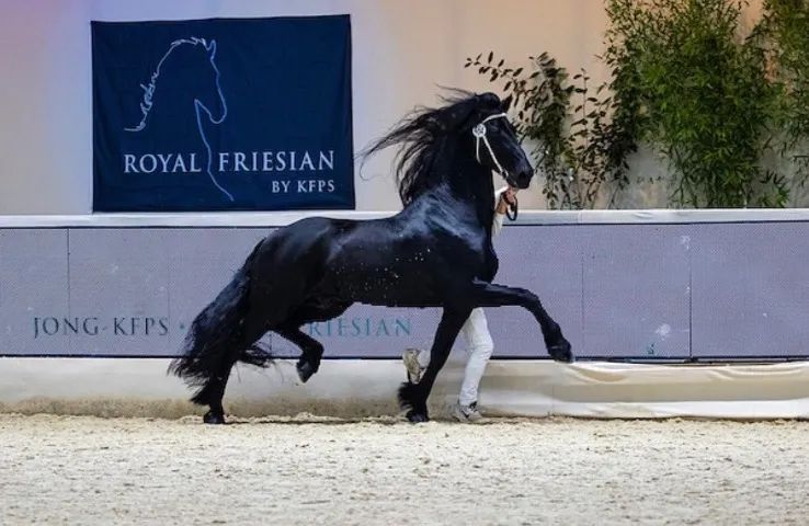 Potro no Desmame  - Foto 2