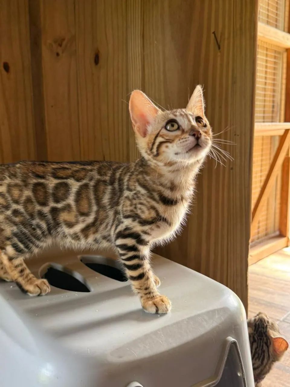 Gato  Bengal  - Foto 5