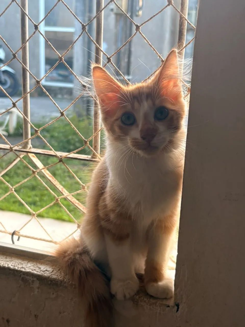 Gato 3 meses macho - Foto 3