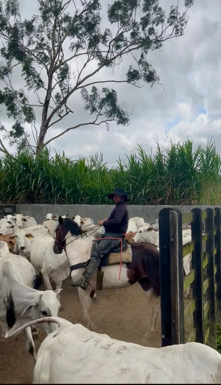 Cavalo Campolina PO Pampa de Castanho - Foto 5