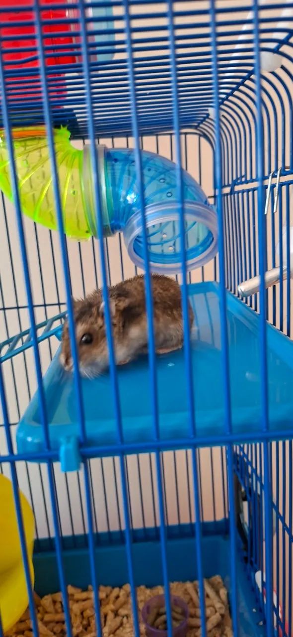 Ramister japonês ( o menor de todos) com gaiola nova, ração, bolinha para ele andar.