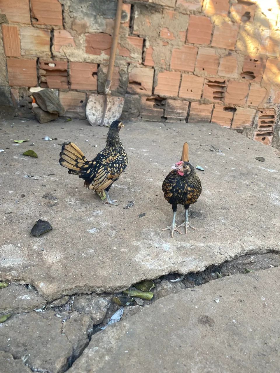 Um terno 