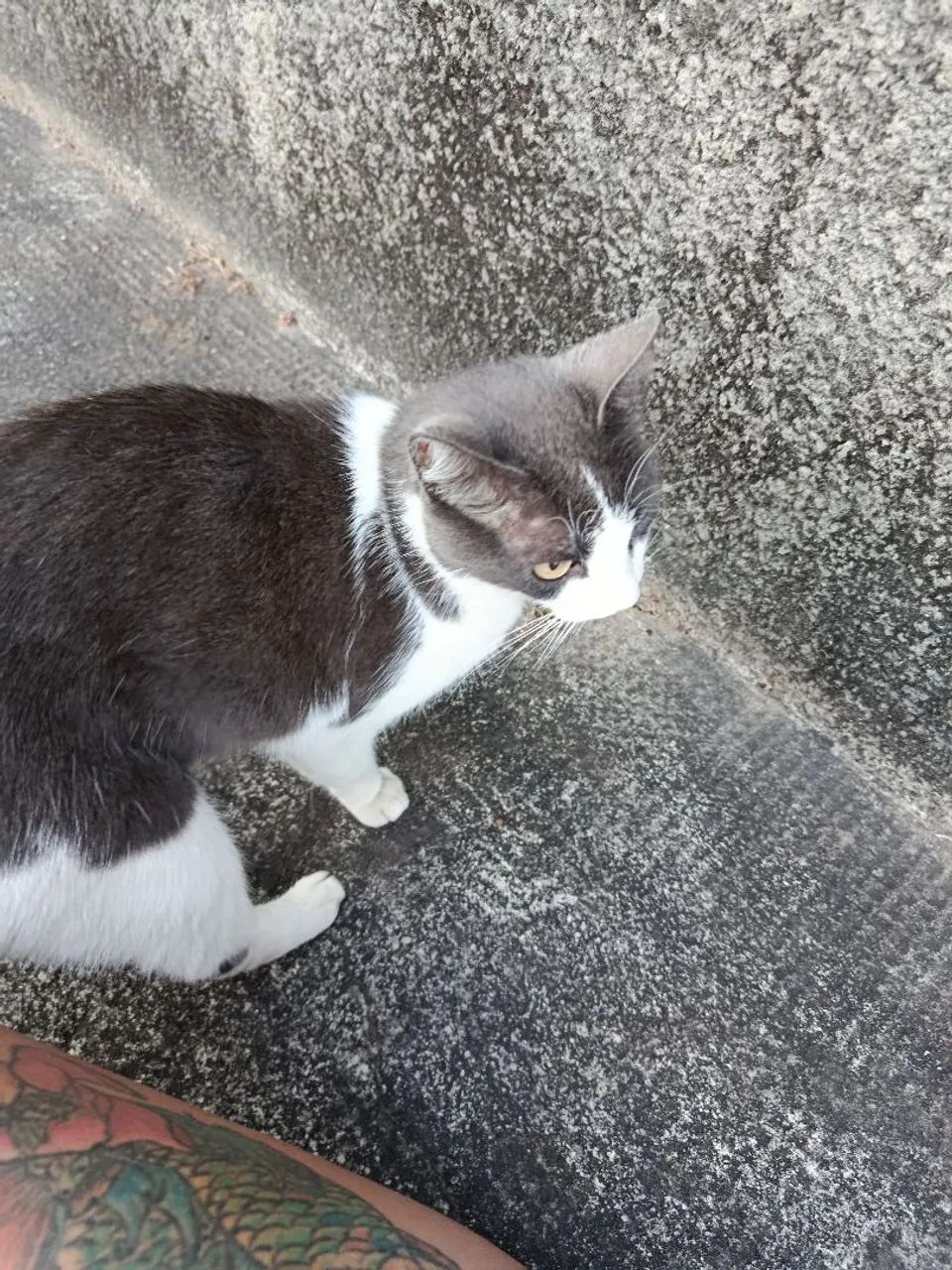 Doa-se gata foi abandonada - Foto 2
