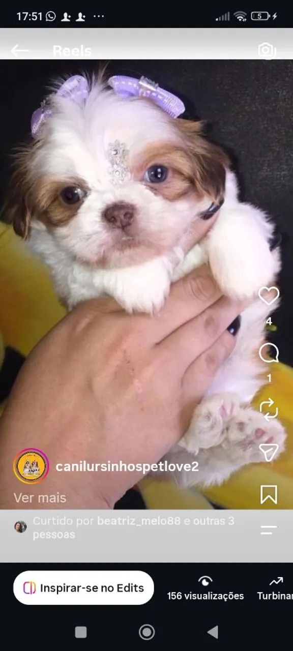 Shih Tzu de excelência  - Foto 5