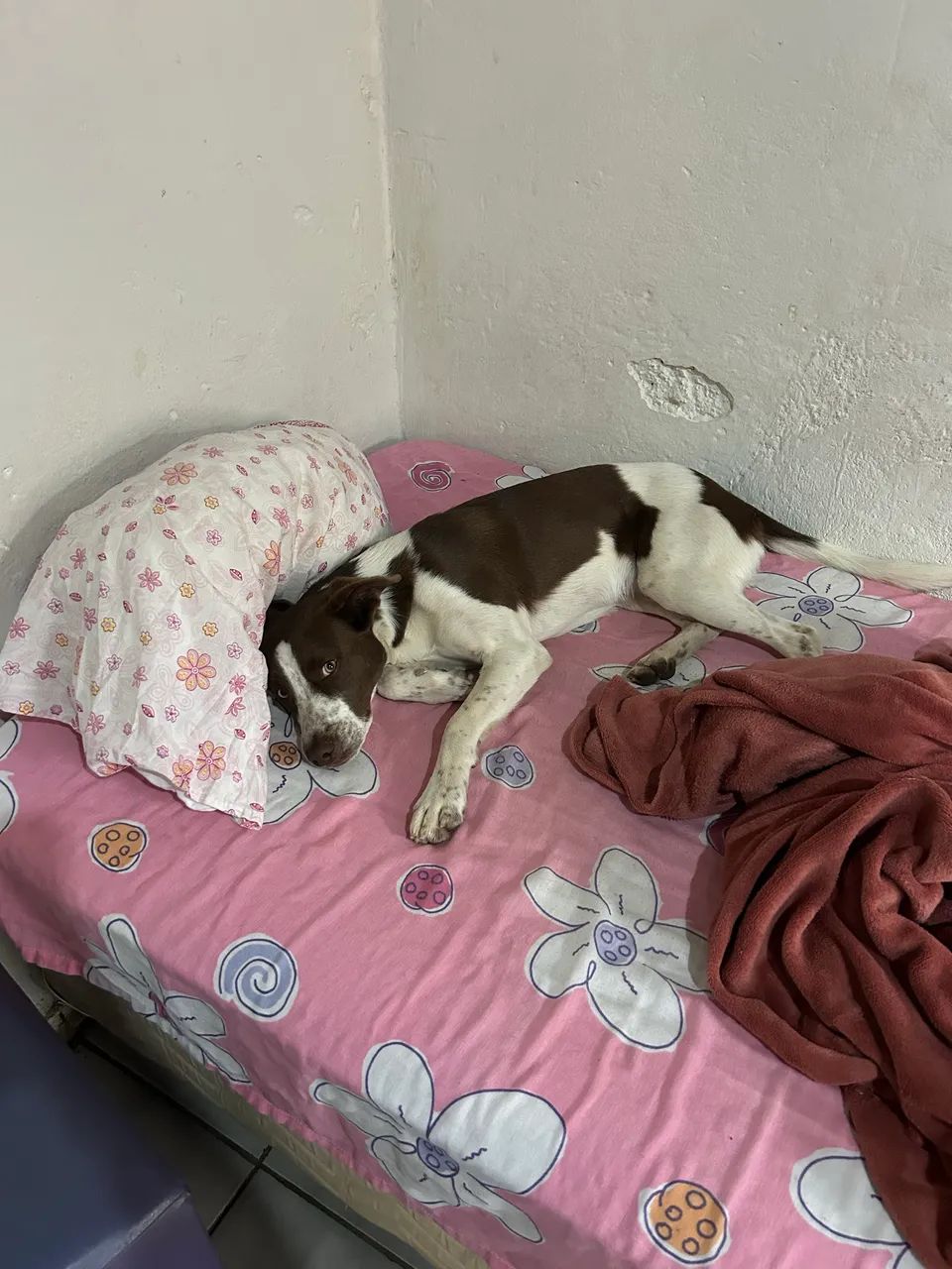 Cachorro  - Foto 3