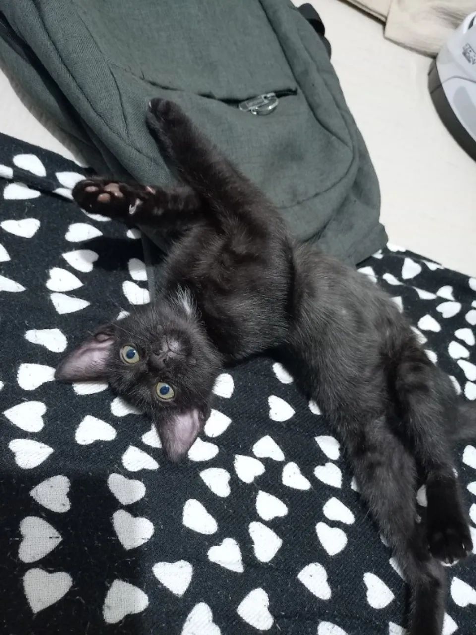 Gato preto para adoção 