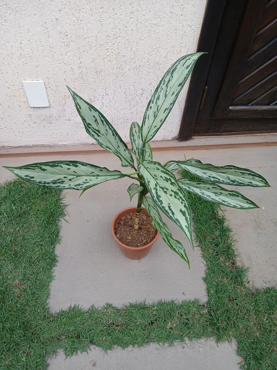 Aglaonema. 