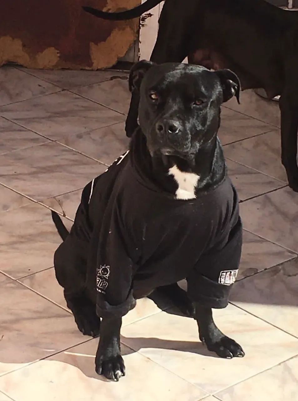 Pitbull Filhote  - Foto 6