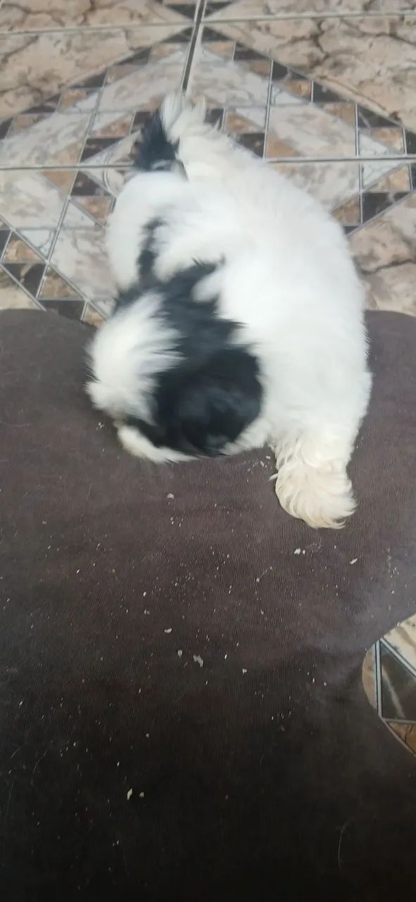 Cachorro - Foto 4