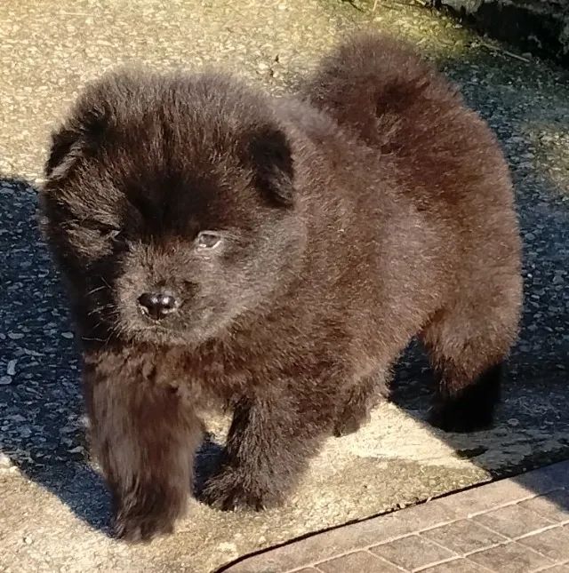 Cães  - Foto 2